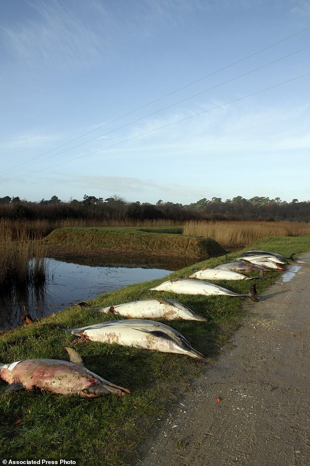 1.100 con cá heo chết thảm, mất vây dạt bờ biển Pháp - 2