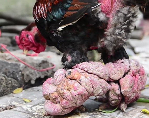 Ăn cỗ với cặp chân gà hơn chục triệu, điều chỉ có ở Việt Nam - 2