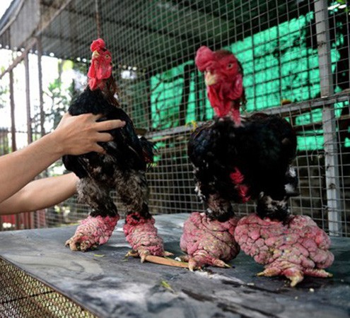 Ăn cỗ với cặp chân gà hơn chục triệu, điều chỉ có ở Việt Nam - 3