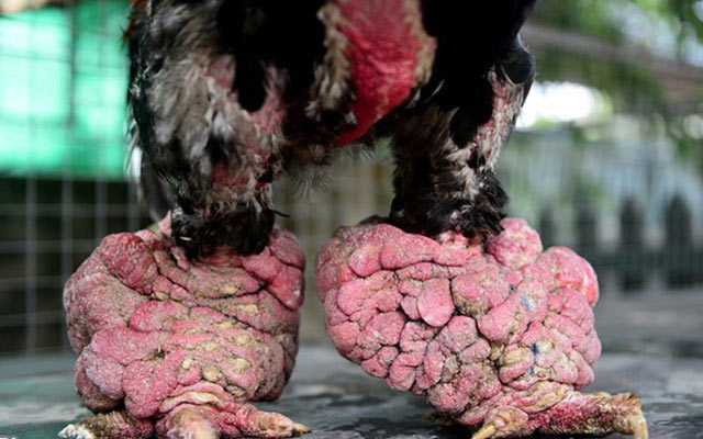 Ăn cỗ với cặp chân gà hơn chục triệu, điều chỉ có ở Việt Nam - 5