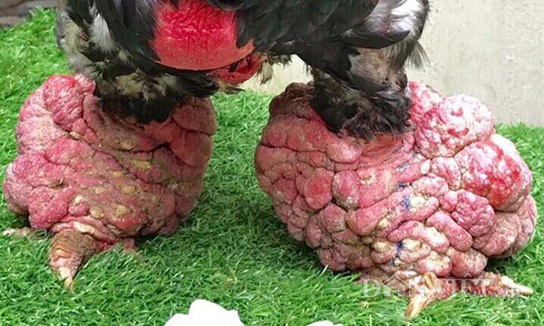 Ăn cỗ với cặp chân gà hơn chục triệu, điều chỉ có ở Việt Nam - 8