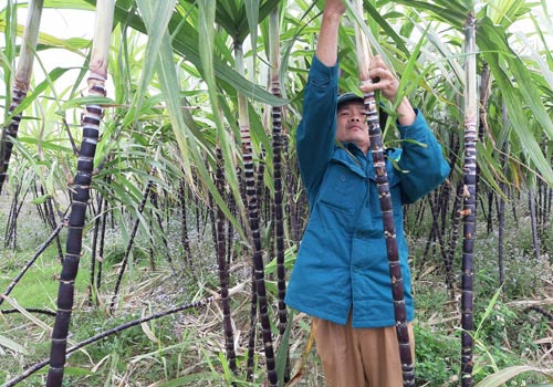 Mía tím sang Nhật lận đận, tiêu thụ ngóng cả vào tư thương - 1