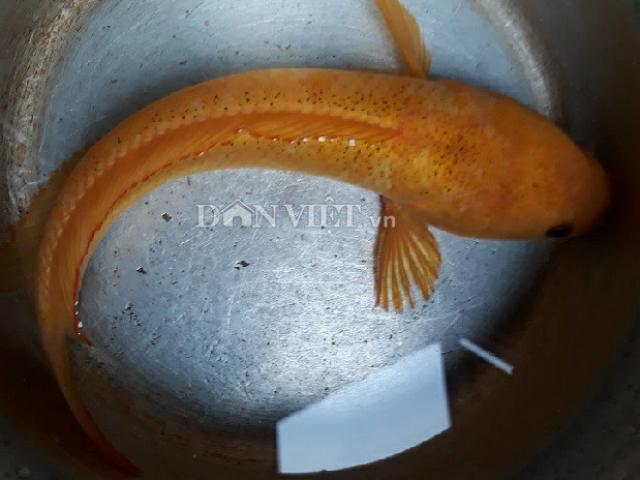 Tin tức trong ngày - "Độc" chưa từng thấy: Câu được cá lóc vàng ở ao hoang, cả làng đến xem