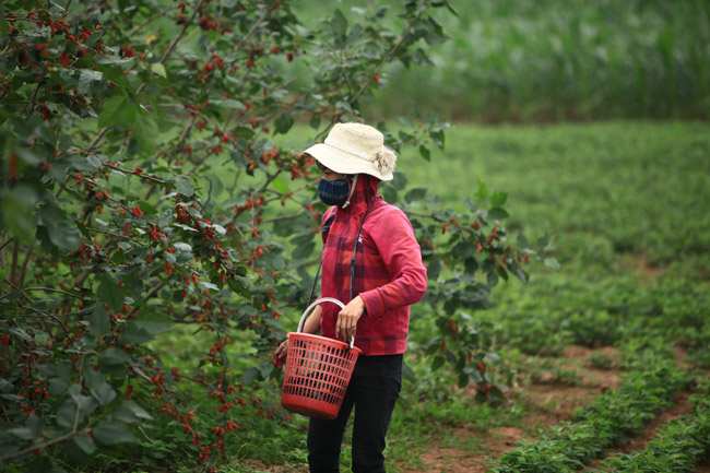 Những ngày này, dọc ven sông Đáy thuộc các huyện Hoài Đức, Phúc Thọ, Quốc Oai... của Hà Nội, người dân bắt đầu vào mùa thu hoạch dâu tằm.