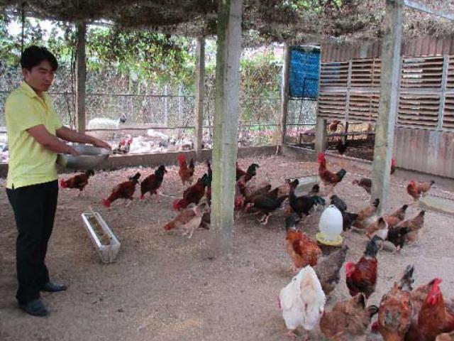 Thị trường - Tiêu dùng - Quảng Nam: Xây nhà lầu cho gà ở, gà "trả lễ" 200 triệu đồng/năm