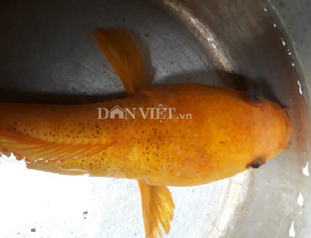 "Độc" chưa từng thấy: Câu được cá lóc vàng ở ao hoang, cả làng đến xem - 2
