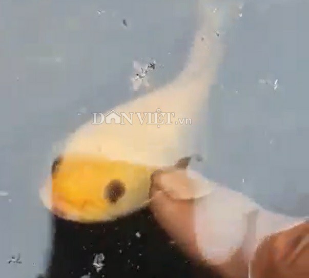 "Độc" chưa từng thấy: Câu được cá lóc vàng ở ao hoang, cả làng đến xem - 3