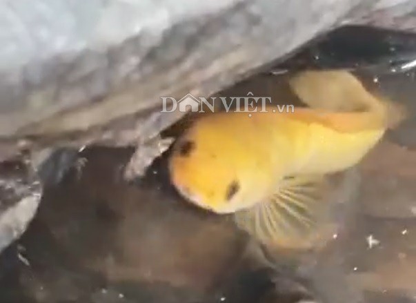 "Độc" chưa từng thấy: Câu được cá lóc vàng ở ao hoang, cả làng đến xem - 4