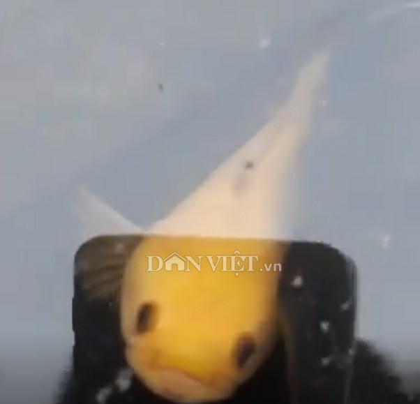 "Độc" chưa từng thấy: Câu được cá lóc vàng ở ao hoang, cả làng đến xem - 5