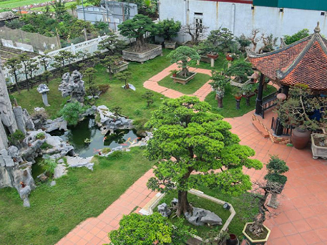Du lịch - Khu vườn trồng toàn cây "khủng" và lâu năm của đại gia Hà Nội