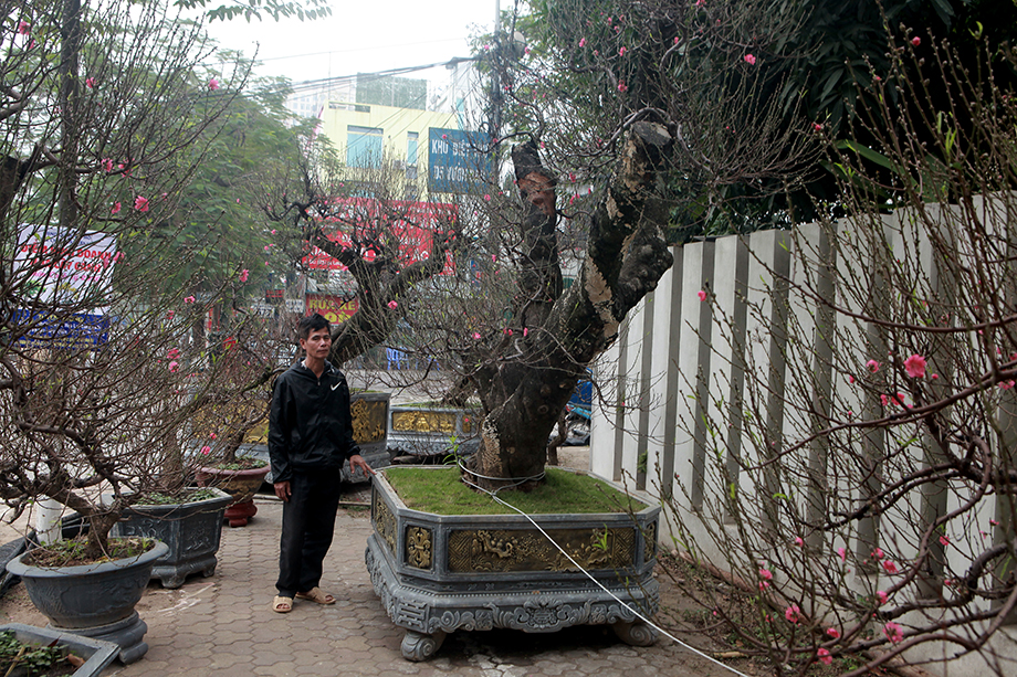 Những ngày này, dọc đường Lạc Long Quân (quận Tây Hồ, Hà Nội) đã bày bán nhiều gốc đào để phục vụ người dân đón Tết Canh Tý 2020. Trong đó, những gốc đào cổ thụ,&nbsp;độc lạ, giá trị cao được chú ý hơn cả.