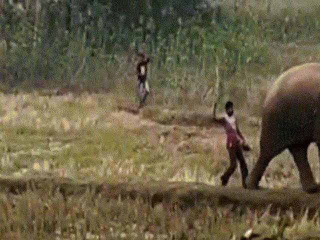Thế giới - Video: Chọc giận voi rừng, người đàn ông Ấn Độ bị đuổi chạy trối chết