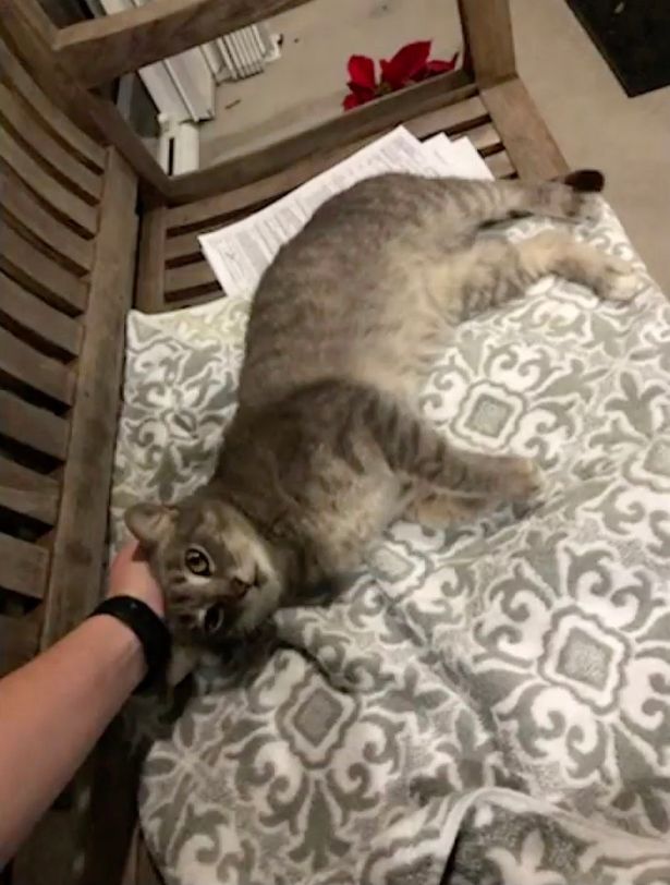 Con mèo mất tích trong siêu bão Irma năm 2017.