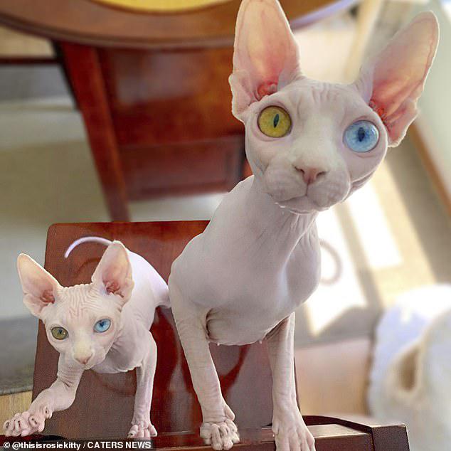 Cặp mèo có đôi mắt màu xanh và màu vàng dị biệt.