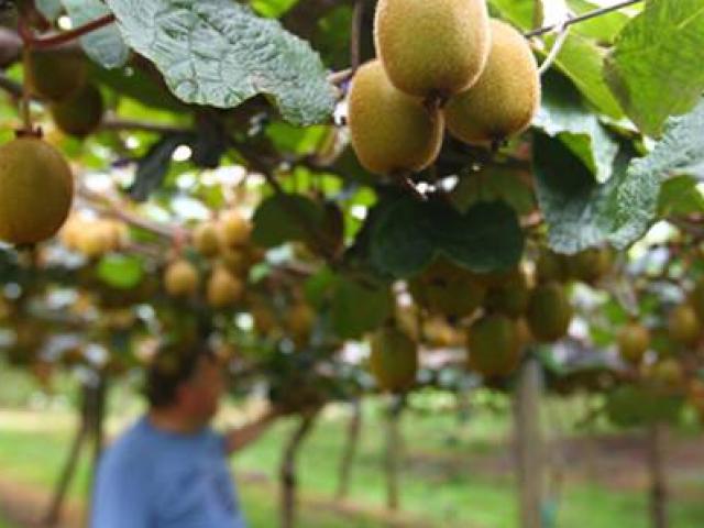 Thị trường - Tiêu dùng - Đưa thứ quả có lông từ nơi xa ngàn km về, nay thành "mỏ vàng" cho cả nước