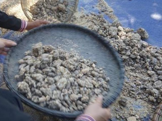 Thị trường - Tiêu dùng - Vào rừng cào vỏ cây, thu về "báu vật" tiền triệu