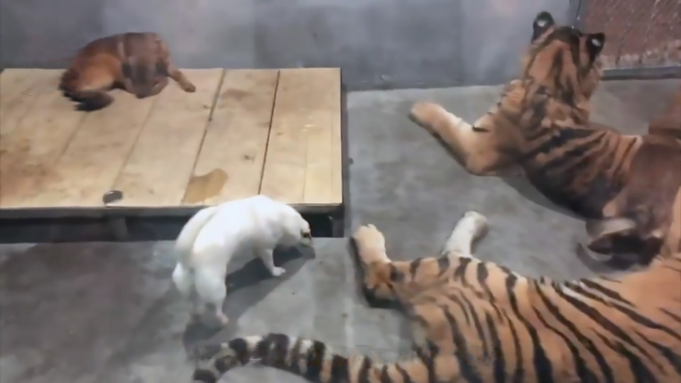 TQ: Thăm vườn thú, choáng với cảnh chó bị nhốt chung chuồng với hổ dữ - 1