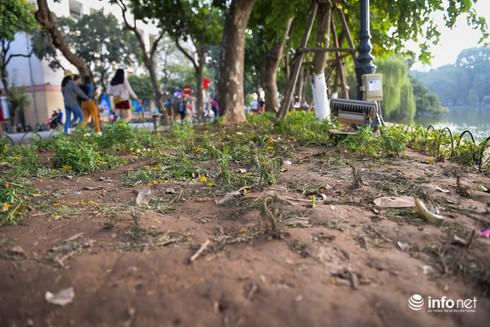 Sau đêm Countdown hàng trăm, hàng ngàn cây hoa cúc vạn thọ, hoa lan ý... bị tàn phá.