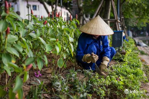 Theo ghi nhận của PV Infonet tại khu vực quanh bờ Hồ Gươm vào chiều 2/1, hơn chục công nhân công ty cây xanh đã trồng lại những khóm cây sau khi bị người dân dẫm nát đêm Countdown 2020.