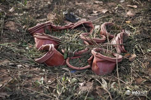 Cảnh tượng như thế này khiến nhiều người rất xót xa, đặc biệt là những người trồng và chăm sóc chúng.