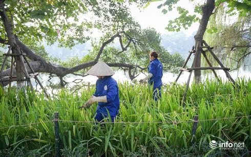 Được biết, toàn bộ số hoa dập nát mới được trồng khoảng 2 tuần trong hạng mục chỉnh trang đường phố, đô thị chào đón năm mới của Thủ đô.