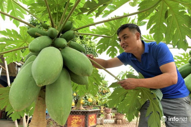 Tại nhà vườn của anh Hoàng Đình Chính ở huyện Văn Giang (Hưng Yên), năm nay có rất nhiều cây đu đủ bonsai khá độc đáo được nhiều người đã đặt mua từ trước.