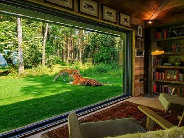 Du lịch - Ngủ qua đêm cùng sư tử, hổ: Trải nghiệm độc lạ có một không hai