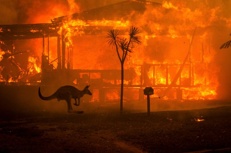 Một con kangaroo cố gắng chạy thoát khỏi đám cháy rừng.
