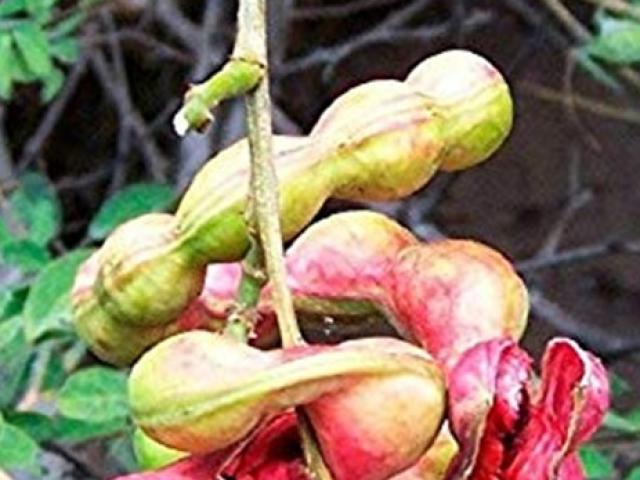 Thị trường - Tiêu dùng - Cây làm hàng rào cho quả kỳ quái, nay được khách chuộng đổ xô hái về "hốt bạc"