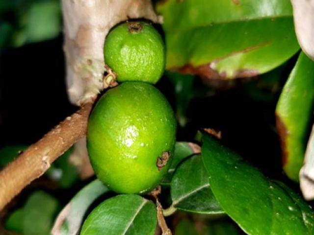 Thị trường - Tiêu dùng - Tết này ăn thử giống nho mang hình dáng...ổi, được dân sành ăn săn lùng "rần rần"