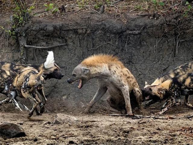 Đơn độc xâm phạm lãnh thổ, linh cẩu bị đàn chó hoang ”hành hạ” và cái kết bất ngờ