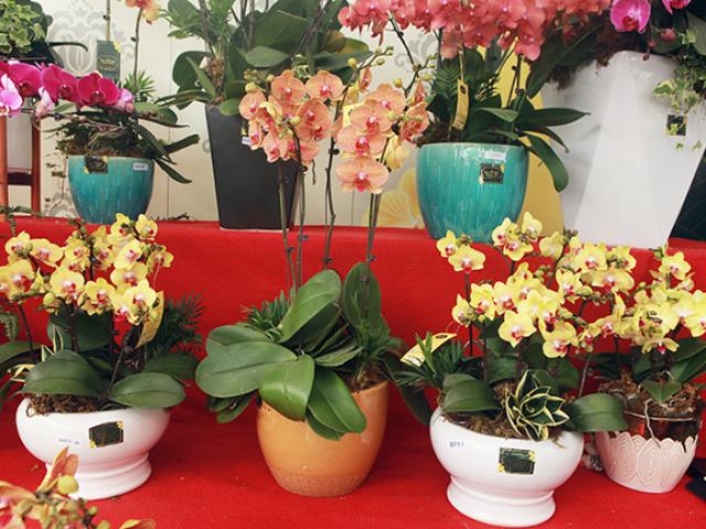 Thị trường - Tiêu dùng - Lan hồ điệp giá hàng chục triệu đồng/chậu “đi máy bay” ra Hà Nội đón Tết