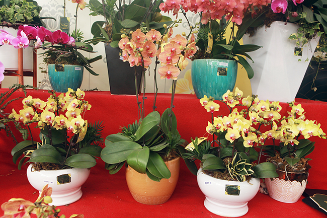 Theo nhân viên bán lan hồ điệp,&nbsp;những chậu lan được khách&nbsp;ưa chuộng nhất có giá từ 10-30 triệu đồng. Những chậu lan này gồm khoảng từ 30 - 70 cành lan hồ điệp được cắm thành nhiều tầng khác nhau, với các màu sắc rực rỡ như: trắng, vàng, đỏ… rất bắt mắt và rực rỡ.