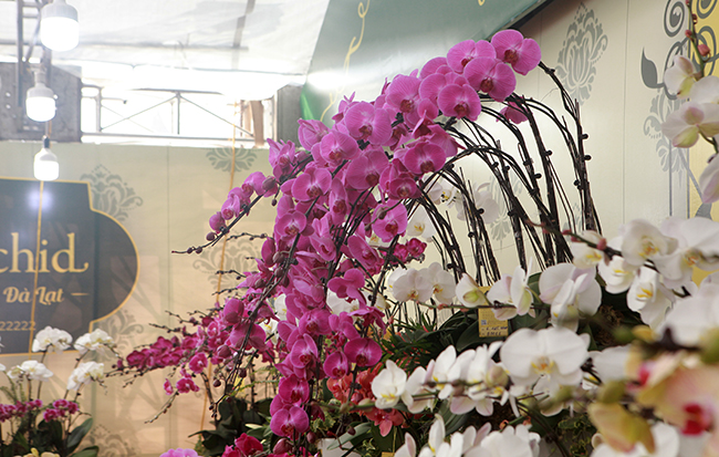 Hoa lan được trồng trên đất Đà Lạt có bông&nbsp;nở to, tươi lâu&nbsp;và cành cứng cáp hơn hoa lan trồng ở những vùng đất khác.