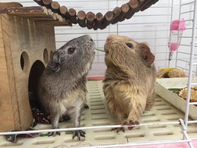 Thị trường - Tiêu dùng - Kỳ lạ: Bỏ ra cả triệu đồng để mua một con chuột về ngắm chơi