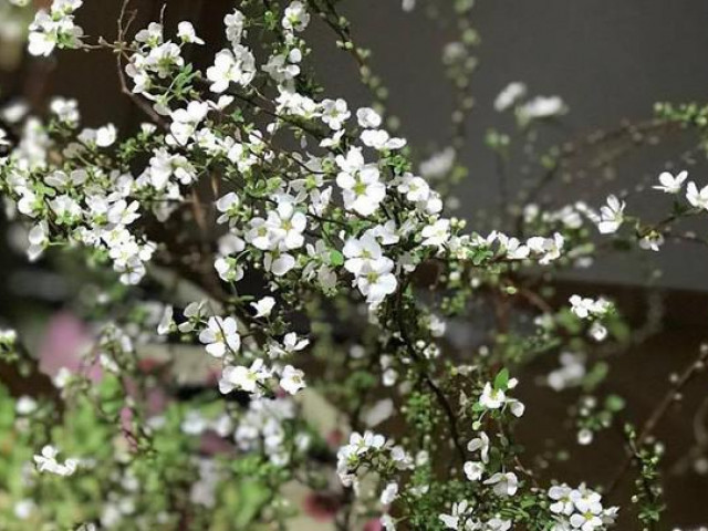 Thị trường - Tiêu dùng - Hoa lạ từ Trung Quốc "hút" khách hàng chơi trước Tết cả tháng