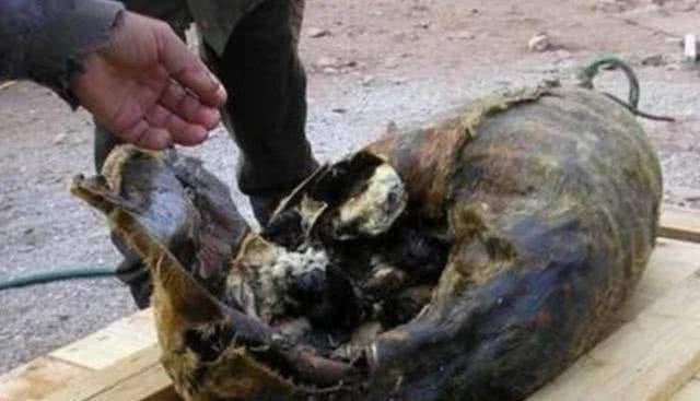 Bất cứ du khách nào cũng cảm thấy “buồn nôn” khi gặp con lợn này