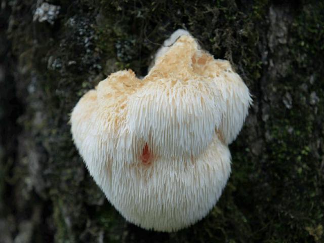 Thị trường - Tiêu dùng - Đổ xô săn lùng "nấm đầu khỉ" kỳ lạ có giá hơn 600 nghìn nửa cân