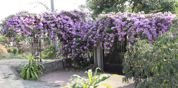 Lạ lùng giàn hoa tỏi đổi màu, &#34;hút hồn&#34; người đi đường ở Sa Đéc - 1