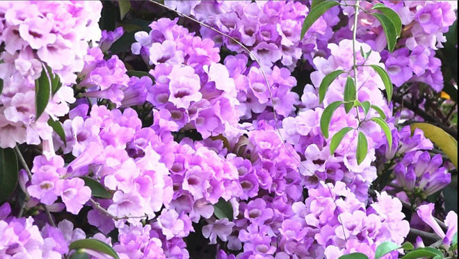 Giàn hoa tỏi trước nhà anh Đặng Dũng