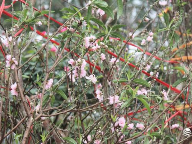 Thị trường - Tiêu dùng - Cận cảnh "đào rừng" thân hình sần sùi, hoang dã đổ bộ Thủ đô những ngày giáp Tết