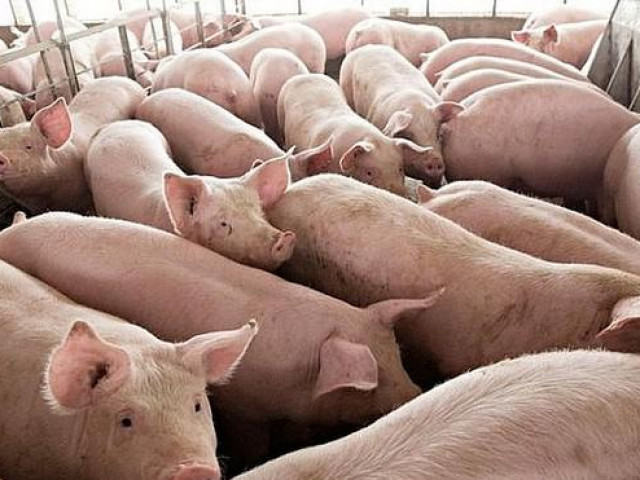 Thị trường - Tiêu dùng - Bộ Công Thương: Giá lợn hơi giảm về mức dưới 80.000 đồng/kg