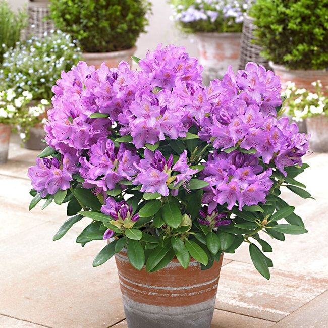 Hoa của cây này nở từ cuối mùa đông đến đầu mùa hè. Chúng mọc ở châu Á nhiều nhưng cũng có thể có ở khu vực Bắc Mỹ và châu Âu.