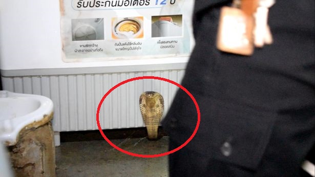 Con rắn hổ mang chúa nấp bên dưới chiếc máy giặt ở Thái Lan