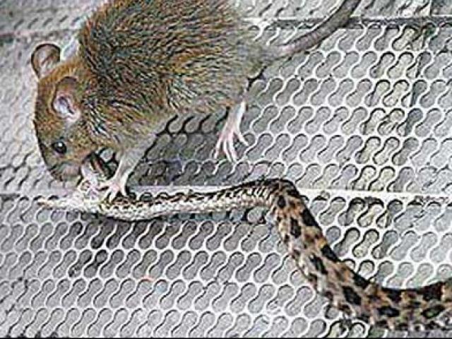 Chuột gây sốc khi cắn gục rắn độc, kéo vào bụi rậm