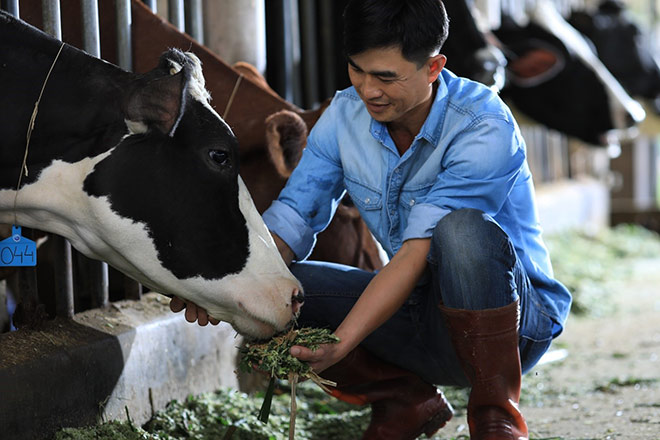 Nông dân của "Cô Gái Hà Lan": Cung cấp sữa chất lượng nhờ cách chăm bò độc đáo - 1