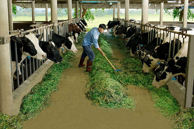 Nông dân của "Cô Gái Hà Lan": Cung cấp sữa chất lượng nhờ cách chăm bò độc đáo - 2