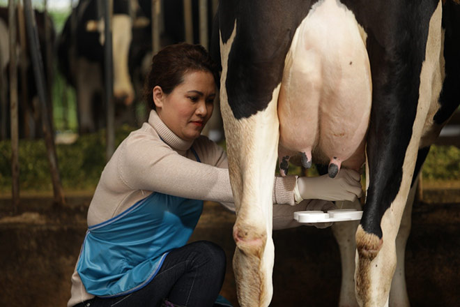 Nông dân của "Cô Gái Hà Lan": Cung cấp sữa chất lượng nhờ cách chăm bò độc đáo - 3