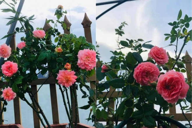 Sân thượng rộn ràng hương sắc hoa hồng, vạn người mơ ước của mẹ đảm xinh đẹp - 15