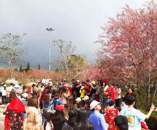Những ngày đầu năm, thời tiết mát mẻ hàng nghìn cây hoa anh đào trên cao nguyên Măng Đen đã nở rộ, khoe sắc như chào gọi du khách đến với nơi đây.